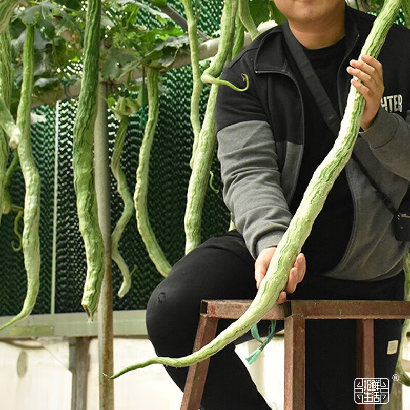 大禹蛇瓜种子苗蛇豆角籽秧苗蔬菜苗 青丰特长蛇豆种子约4粒5袋