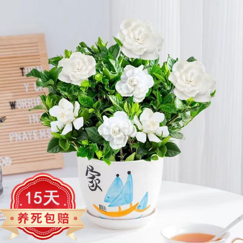 煦光栀子花盆栽花卉植物阳台绿植花卉四季好养 90#栀子花 家陶瓷盆