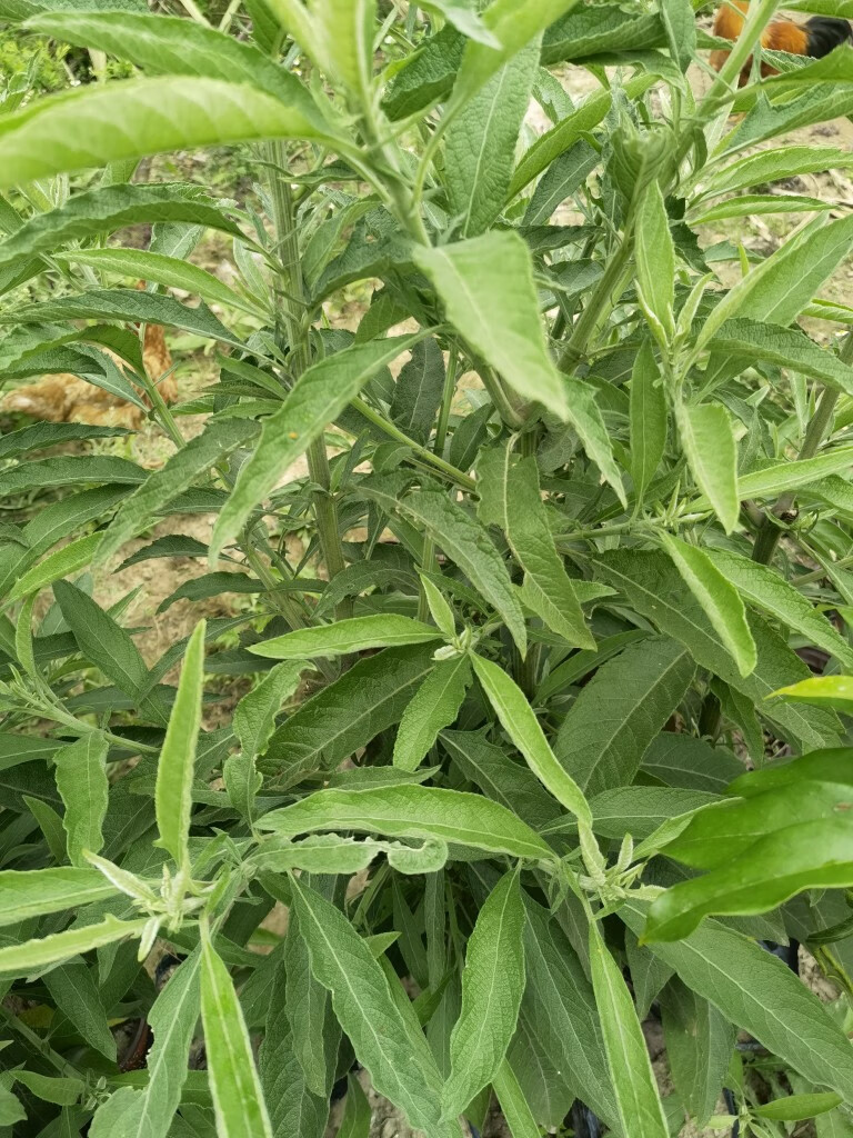 姒桀新鲜大风草 大风艾 艾纳香牛耳艾大枫草小苗1棵 10--20厘米小苗1