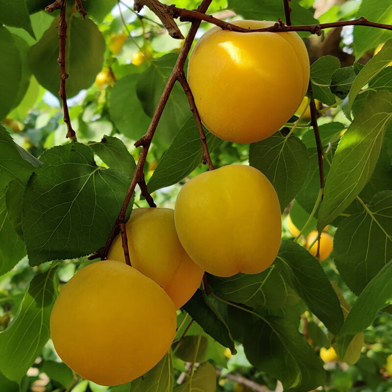 2021新鲜酸甜大黄杏水果农助当季现摘产地直发 4斤