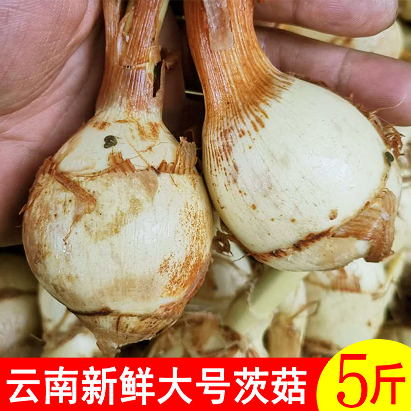 柏馋茨菇新鲜5斤 白茨菇 燕尾菇 粉糯蔬菜火锅配菜 5斤