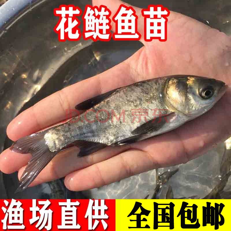 花鲢鱼苗淡水鱼塘养殖鲢鳙雄鱼麻鲢批发胖头鱼可食用大头鱼苗 50条9