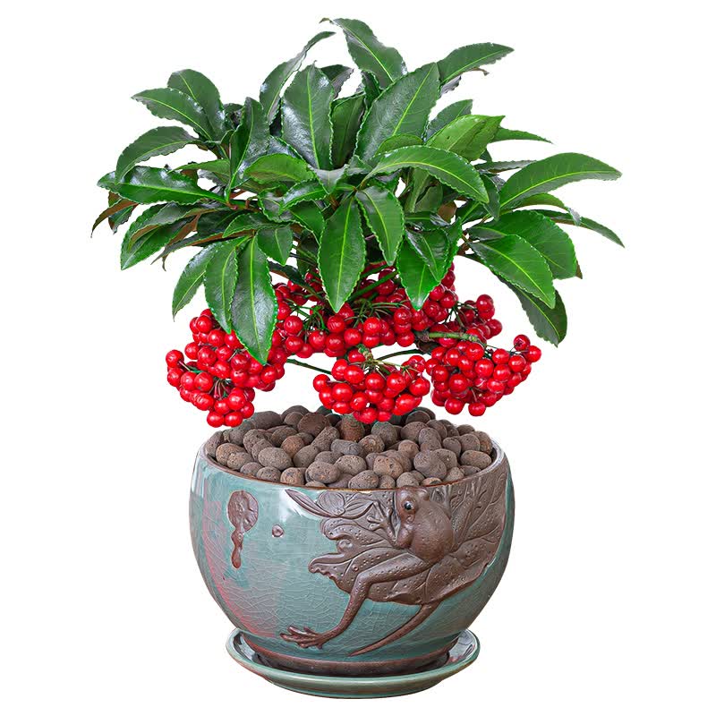 富贵籽盆栽黄金万两植物金玉满堂办公室内好养绿植花卉t10 富贵籽一颗