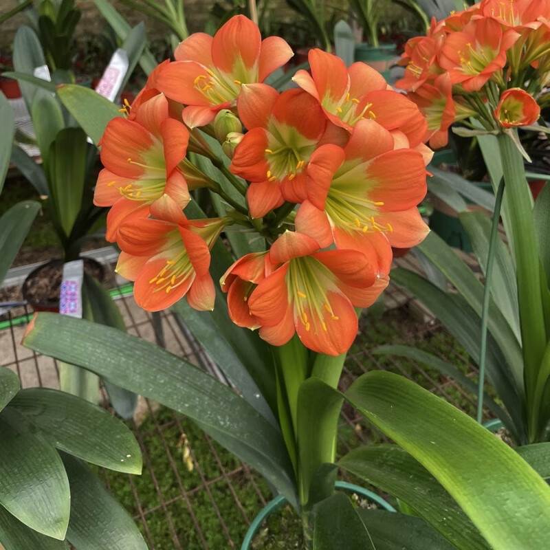 君子兰南非嫣红色铜花色花室内高档绿植盆栽阳台花卉铜色绿心 嫣红铜