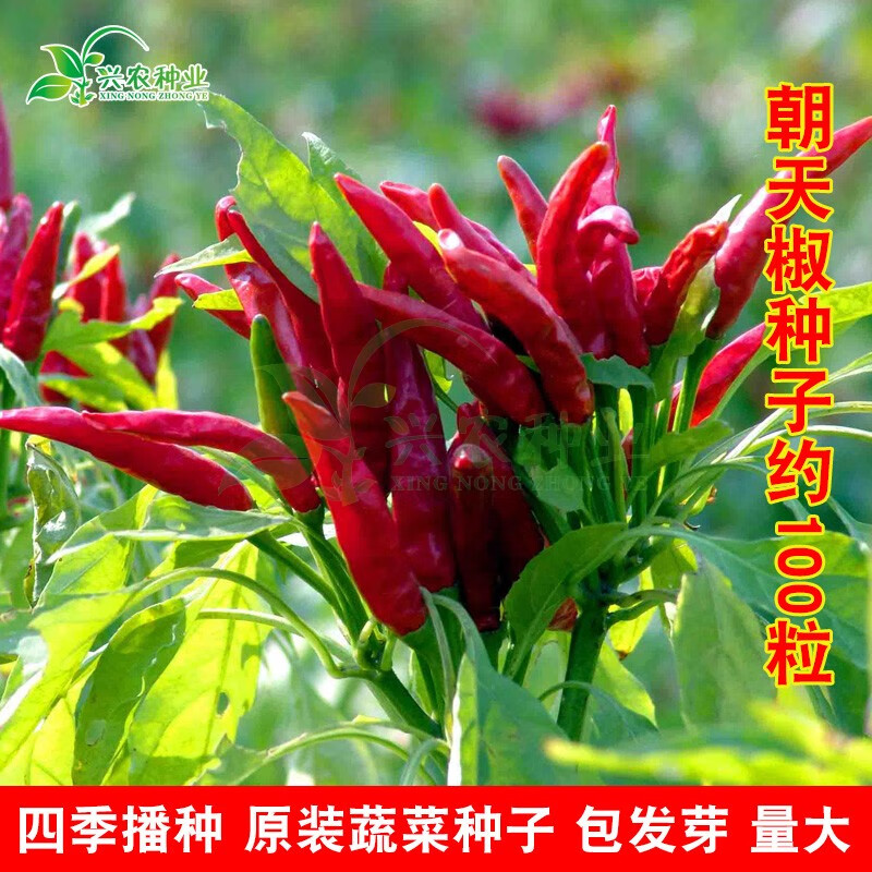春枝韵各种辣椒种子大全 大田菜园高产牛角椒线椒杭椒朝天椒甜椒