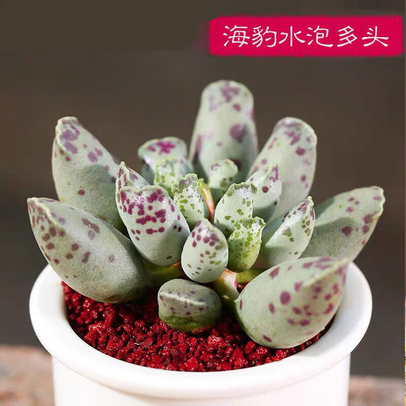 海豹水泡系列多肉植物组合盆栽老桩肉肉植物稀有品种罕见 海豹水泡4