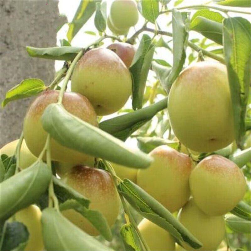 嫁接果树苗沾化冬枣苗 雪红枣苗 当年结果 南方北方果树苗木嫁接枣树