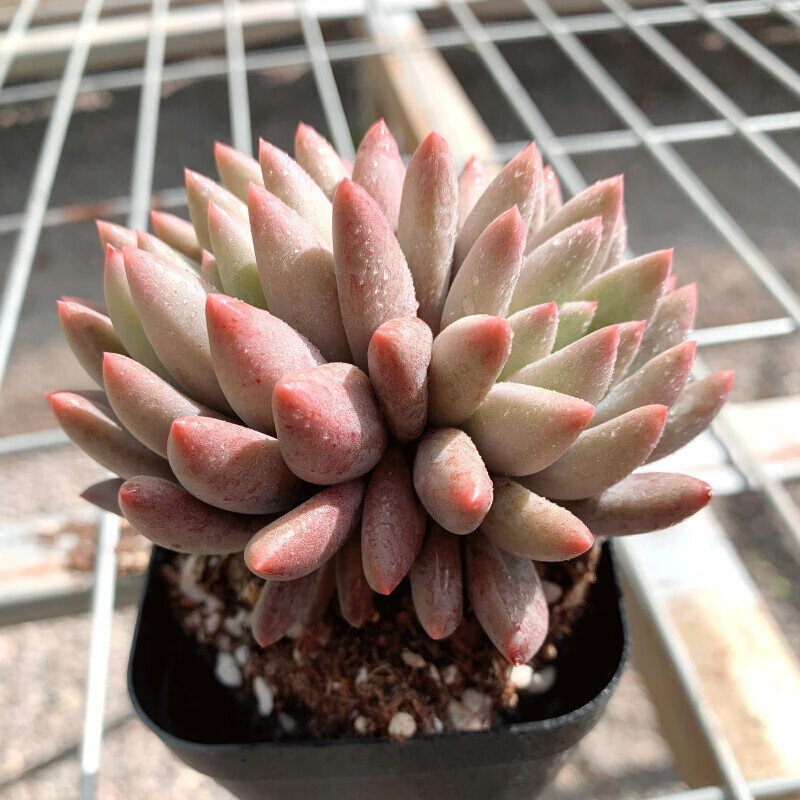 瑰季 所罗门2头 多肉老桩植物组合盆栽 多肉室内阳台绿植 浅灰色
