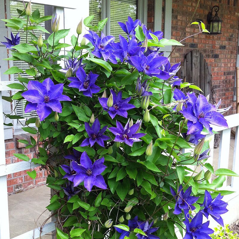 曼杉园总统铁线莲花苗攀援阳台庭院花卉植物盆栽蓝紫色大花期长丰花