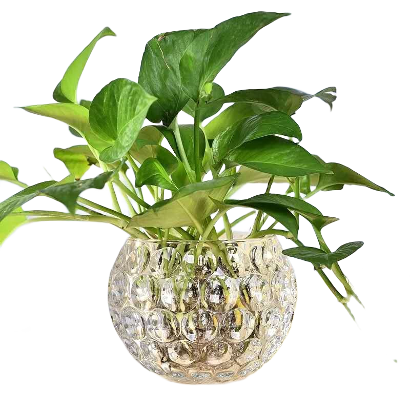 弗萊文茨創(chuàng)意綠蘿水培植物透明玻璃花瓶家用客廳裝飾品水養(yǎng)插花器皿擺件 圓點(diǎn)003 中號(hào)