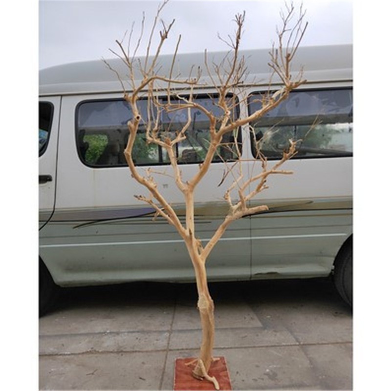 澳颜莱景观树植物去皮枯树枝干许愿树装饰枯树摆件户外造型树庭院干