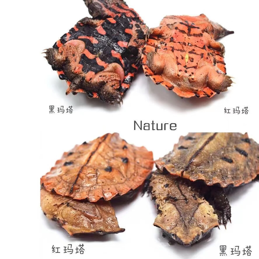 ajaj黑玛塔活体枯叶龟红玛塔深水观赏网红宠物龟全品健康开食水族