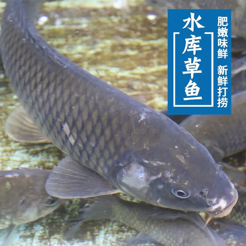 密云水库鱼 草鱼 密农人家 鱼肉 生鲜 海鲜水产 冰鲜发货 鱼类 可净膛