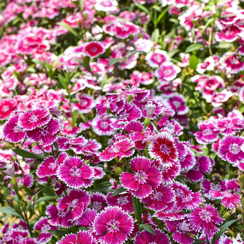 花乡邻里五彩石竹种子四季种易活花种籽子常夏石竹美国石竹花种子庭院
