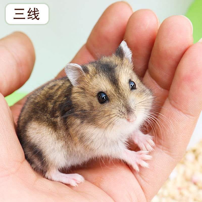 金丝熊活物仓鼠幼崽活体小宠物鼠情侣一对 三线1只 性别下单备注(普通