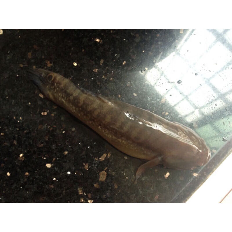 lism涂鳗鲟虎鱼虎鱼海鲜活速冻冰鲜海鱼皇帝鱼蝤蠓虎乌鱼1斤2-4条 1斤