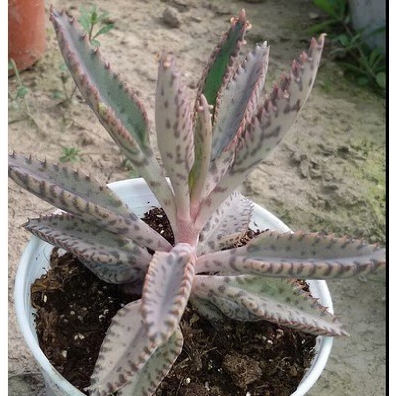 不死鸟锦落地生根多肉植物多肉组合盆栽办公室内植物绿植创意花卉