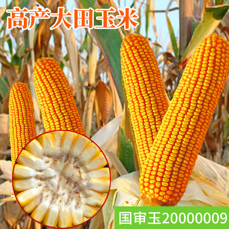 玉米种子高产大田玉米种籽抗旱饲料玉米万盛68农华淄玉14玉米种孑 郑