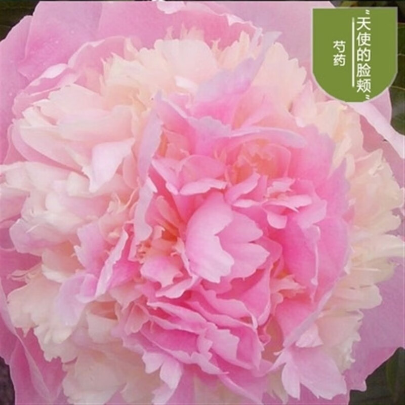 芍药花苗四季开花带芽种根阳台盆栽庭院鲜花观赏牡丹花卉植物 天使的