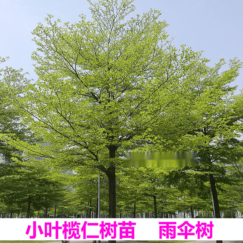 南啵丸小叶榄仁树苗细叶榄仁绿化风景树雨伞树锦叶榄仁苗四季常绿植物