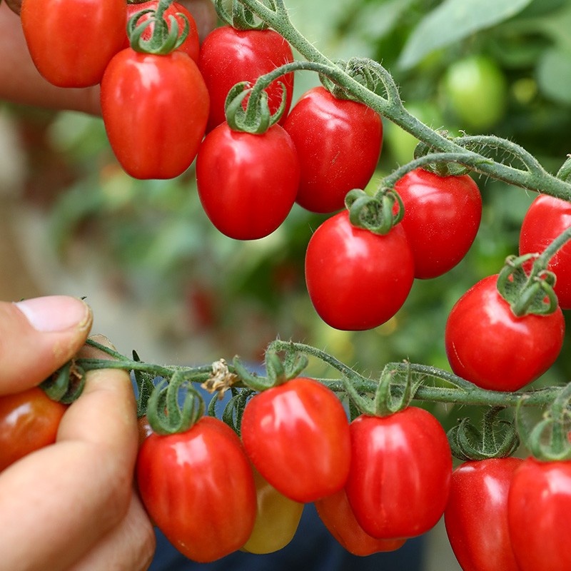 寿禾 正宗釜山88圣女果小番茄种子春冬季蔬菜籽 釜山88千禧圣女果种子