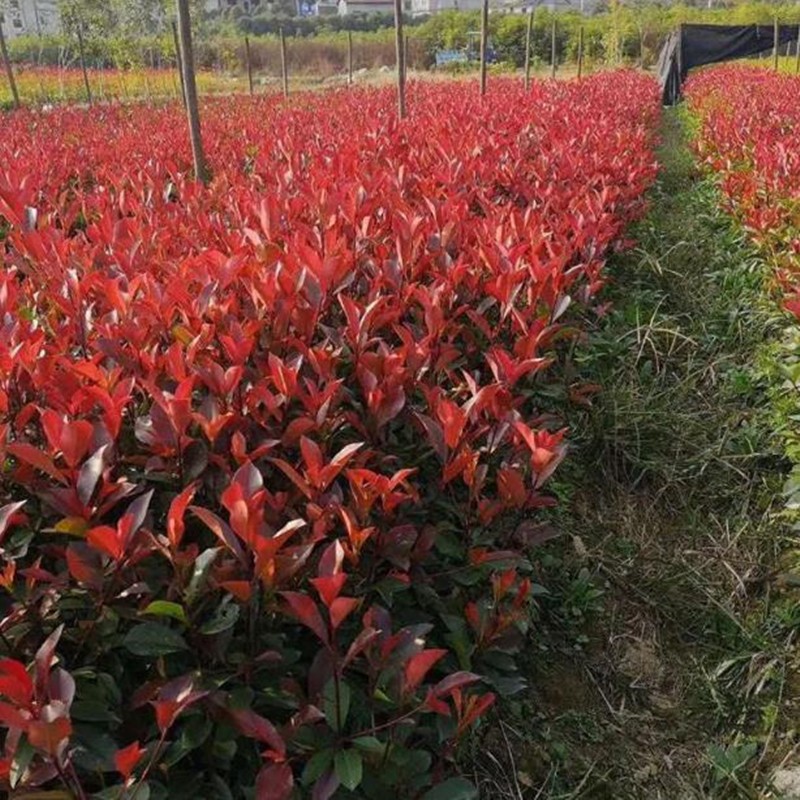 树北海道黄杨苗庭阳台绿化行道树绿篱篱笆苗 红叶石楠30-50厘米100棵