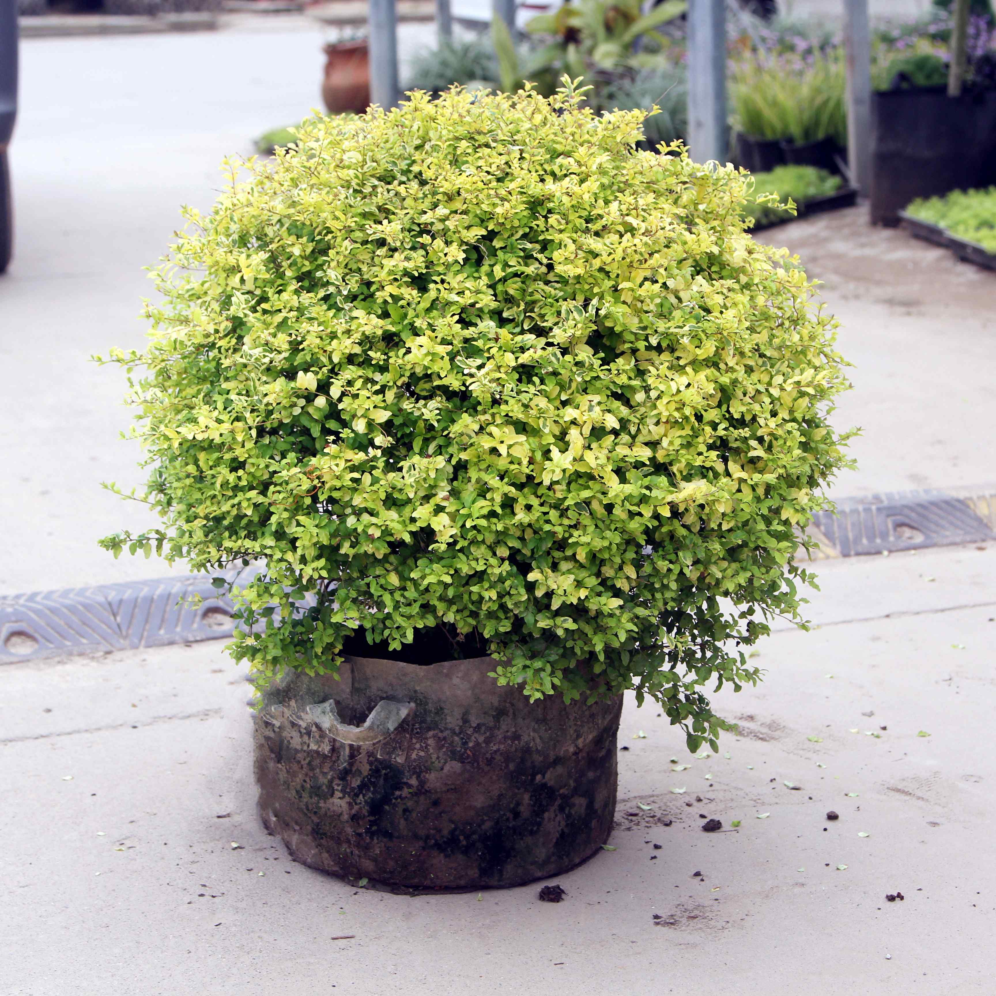 茗羽珺玥花镜植物亮金女贞庭院别墅阳台绿植耐寒造型盆栽四季常青观叶