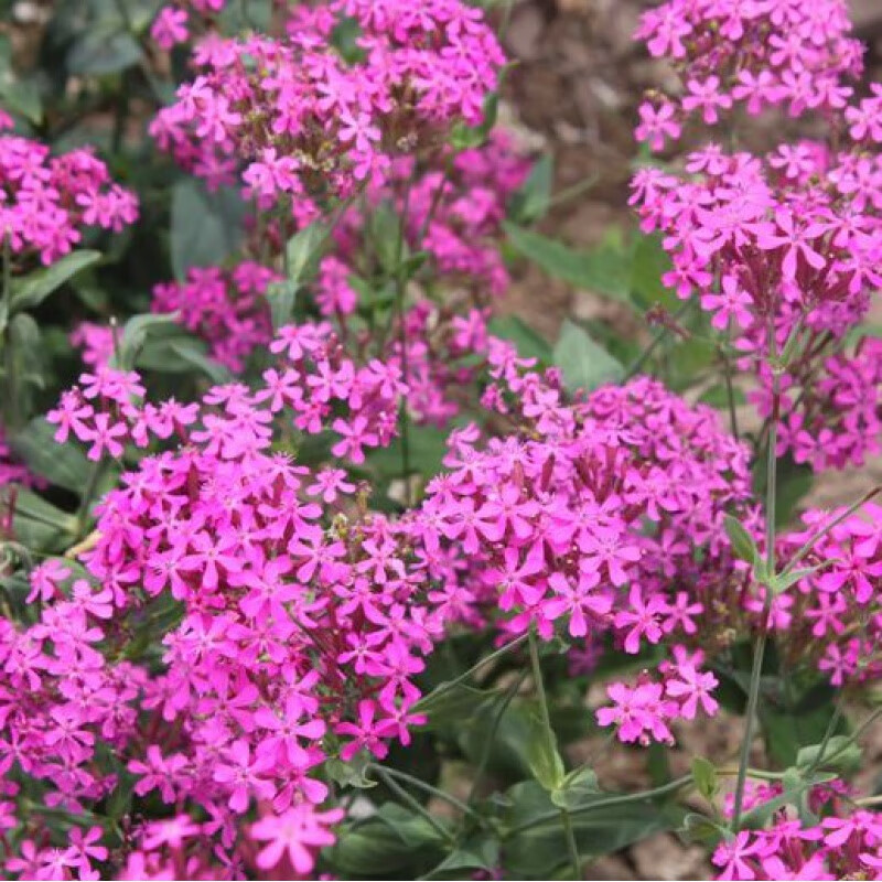 花乡邻里高雪轮种子矮雪轮种子春夏秋冬季阳台四季易种易活盆栽花乡