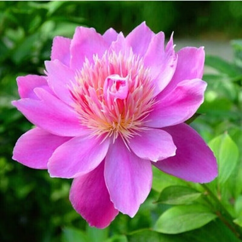 当年开花重瓣芍药花 耐寒芍药花苗  盆栽地栽绿植花卉室内阳台植物