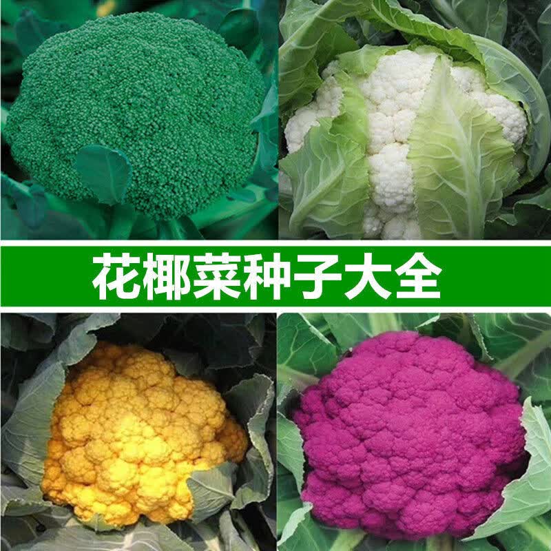 松花菜种子宝塔花椰菜春季秋季菜花种籽高产花菜西兰花蔬菜孑 6个品种