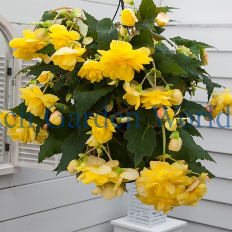 左家花园进口夫妻海棠种球垂吊系列球根海棠 花庭院阳台多年生球根