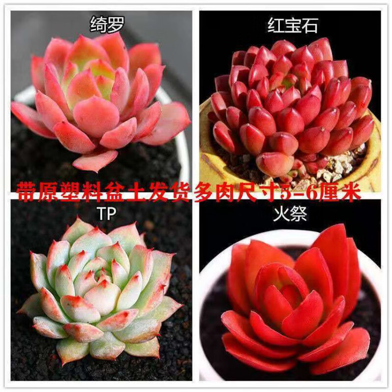 群生多肉植物盆栽老桩新手好养肉肉植物花卉盆栽 绮罗 tp 红宝石 火祭