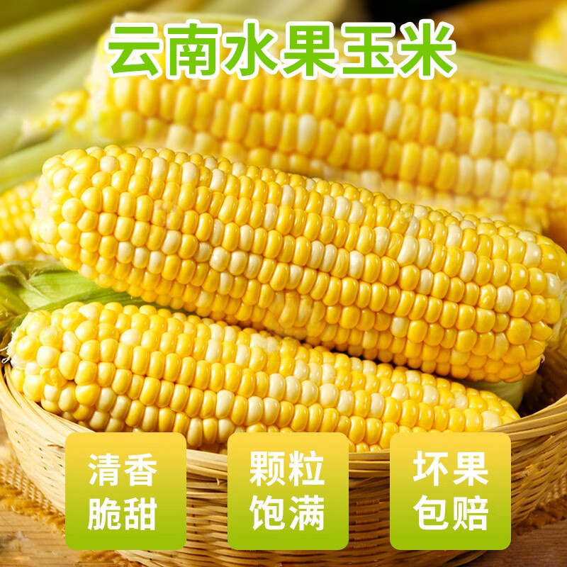张小壮 水果玉米 现摘新鲜 云南甜玉米 新鲜玉米棒 可生吃新鲜蔬菜 精选4.5-5斤5-7个
