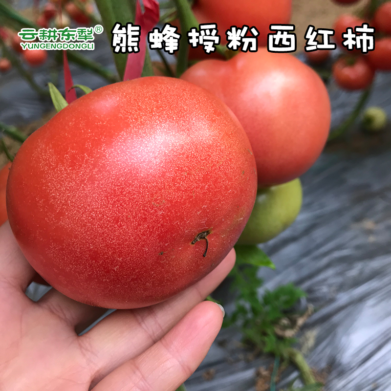 云耕东犁 现摘熊蜂授粉自然熟番茄粉柿西红柿蜂柿2.5kg 健康轻食 新鲜蔬菜