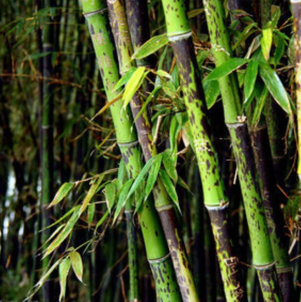 憶芗湘妃竹庭院园林室内盆栽绿化斑竹 斑竹1.