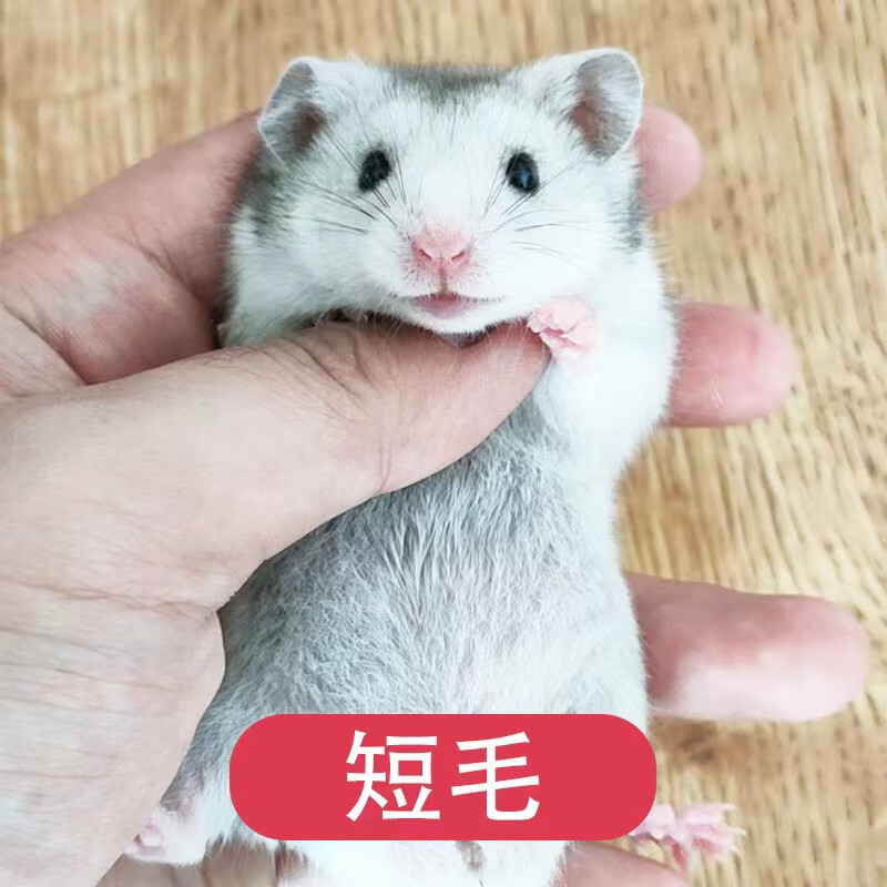 长毛金丝熊活物已打疫小仓鼠长毛熊稀有波利宝宝卷毛熊活体宠物 短毛