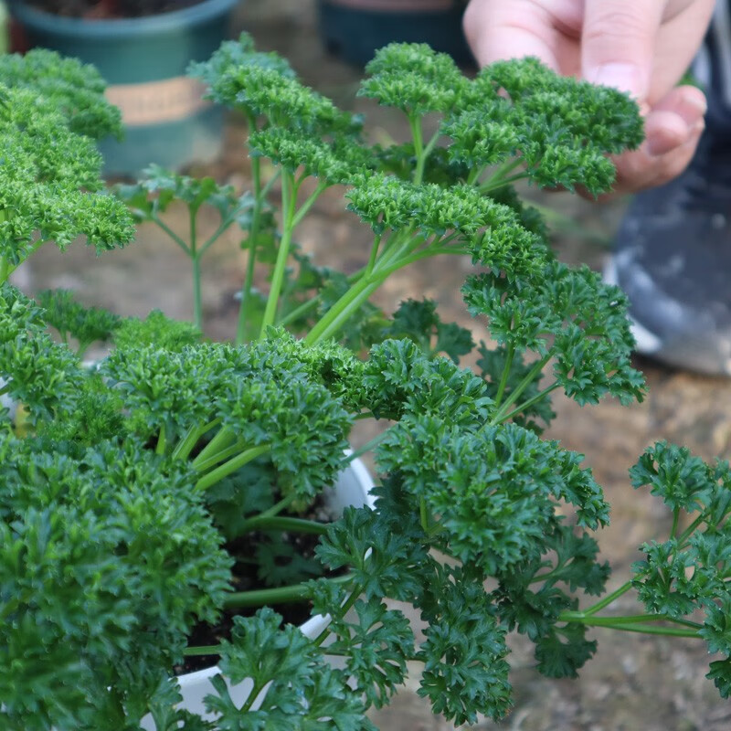 凤鸣雅世 摩西香芹法香种子法香皱叶香芹芫荽阳台盆阳台盆栽四季蔬菜