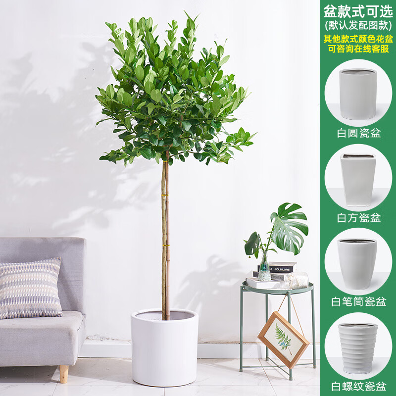 【送货到家】柠檬树香水柠檬大盆栽室内外阳台走廊北欧网红植物果树花卉棒棒糖大型绿植可食用柠檬果子植物 高170-180cm含白圆瓷盆 带花或带果 默认1使用感如何?