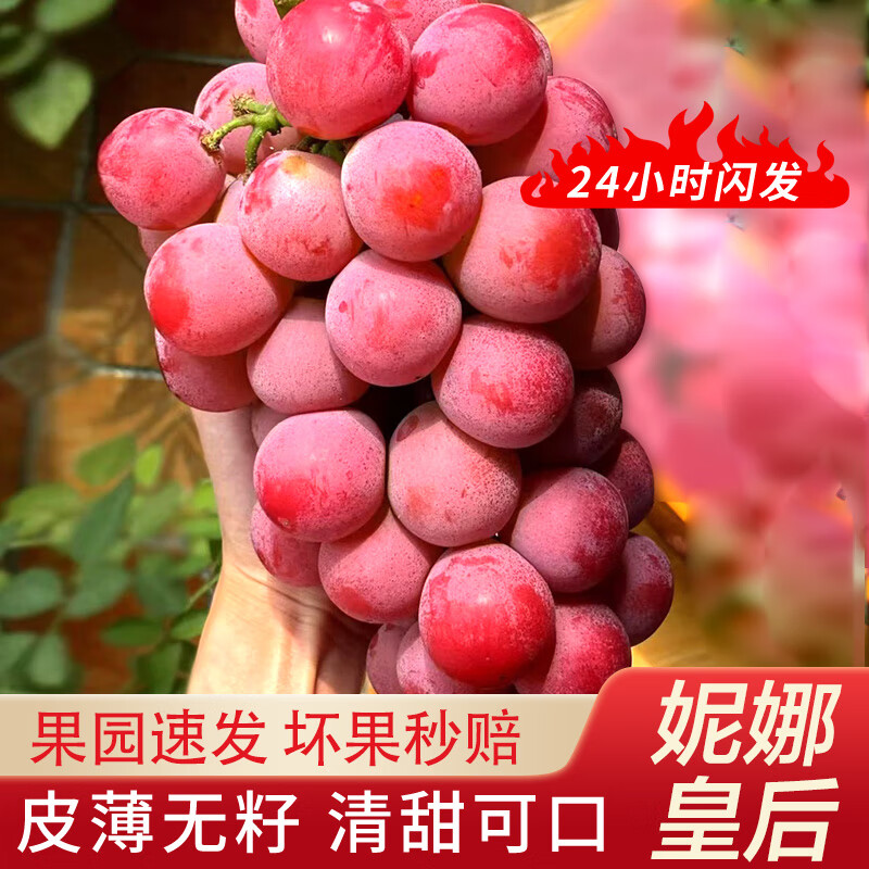 美纵现货大理宾川妮娜皇后葡萄孕妇当季新鲜无籽葡萄 1斤