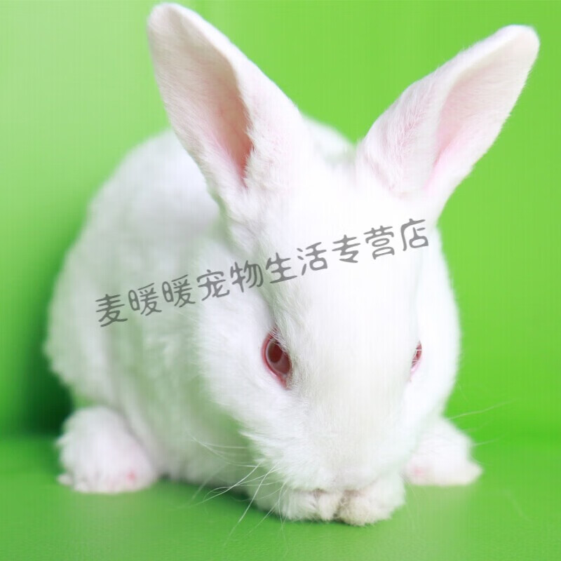 兔子活体宠物兔活体公主兔小白黑兔荷兰侏儒 垂耳 折耳猫猫兔活物