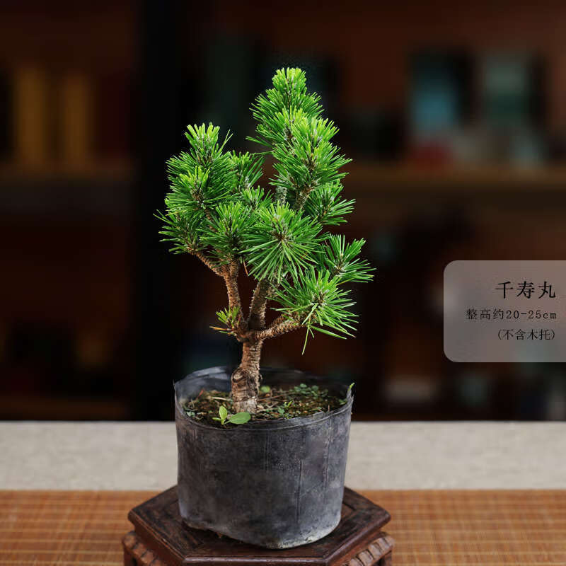 短针黑松千寿丸盆景嫁接矮霸童子功盆景造型老桩精品盆景素材 160#原盆千寿丸5年造型老桩 带盆栽好