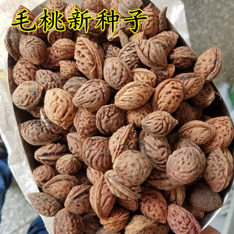 周金祥 毛桃种子 山桃野毛桃树山杏李子种子嫁接梅花李树桃树砧木等