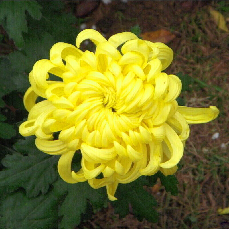 菊花盆栽菊花苗菊秋季黄菊花卉绿植菊花苗盆栽 黄金菊 小苗1棵