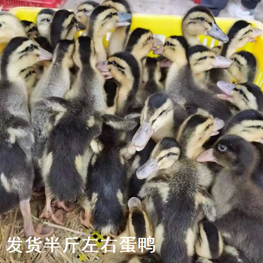 家养脱温半斤多蛋鸭苗青皮蛋鸭产蛋王江南一号金锭鸭高邮蛋鸭现货 10