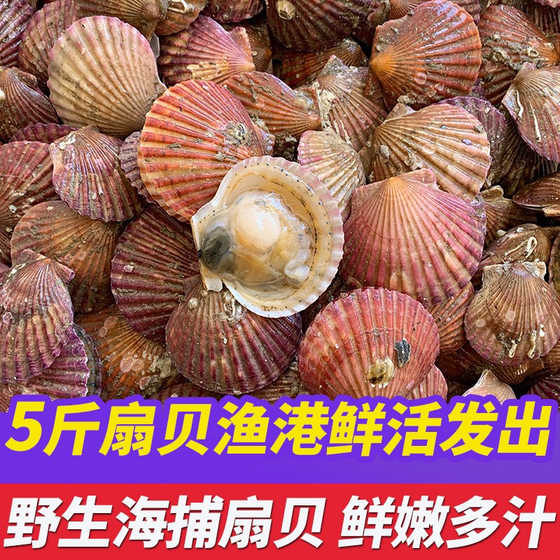 鮨京 扇贝鲜活小红贝做蒜蓉粉丝 烧烤食材 新鲜野生带壳贝类海鲜水产