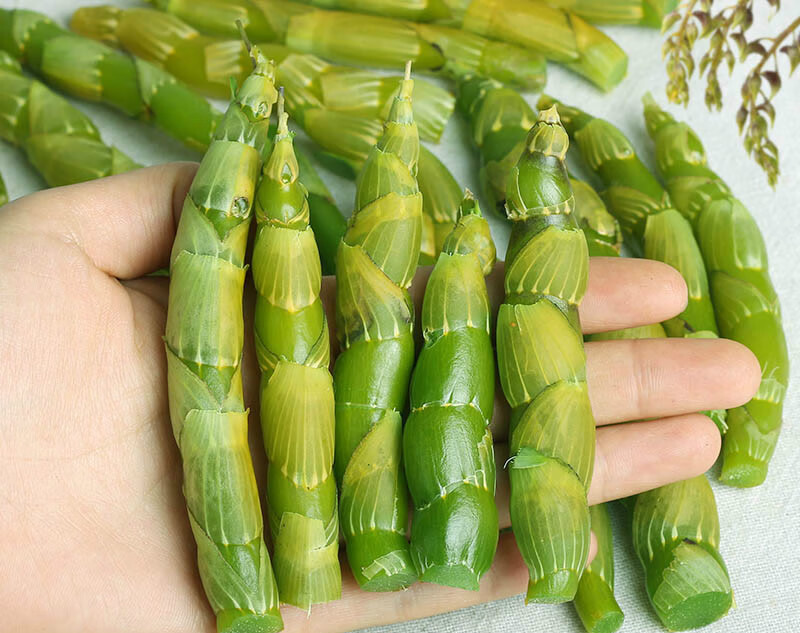 云南特级高山珍虫石斛新鲜虫草石斛鲜条500g梳唇石斛. 翠绿色 500g