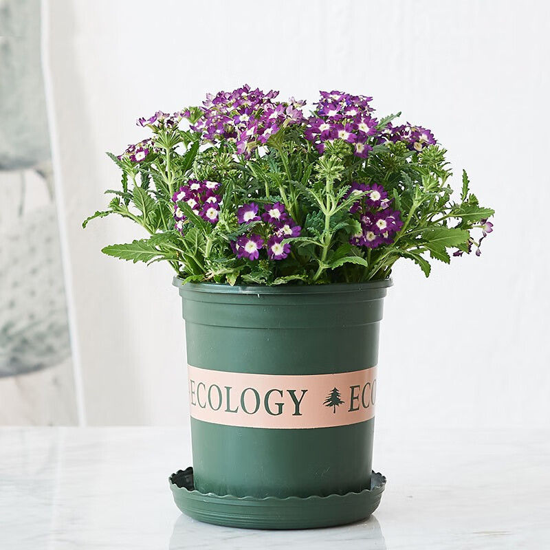 only you【两小时达】美女樱绿植加仑盆盆栽客厅室内桌面绿化小型新鲜