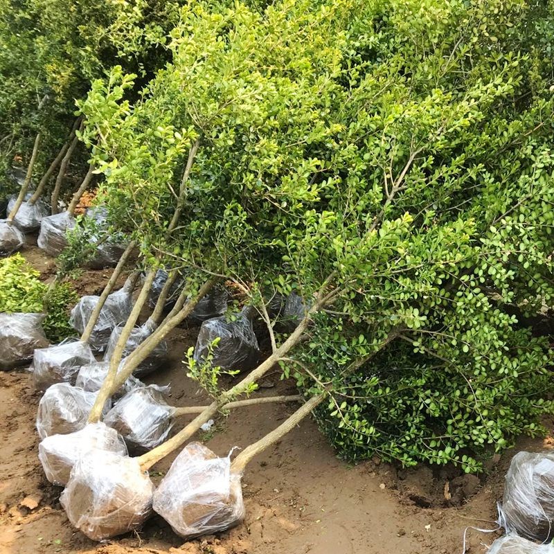 慕尔森黄杨树瓜子黄杨小叶黄杨树苗黄杨盆景四季常青耐寒庭院别墅风景