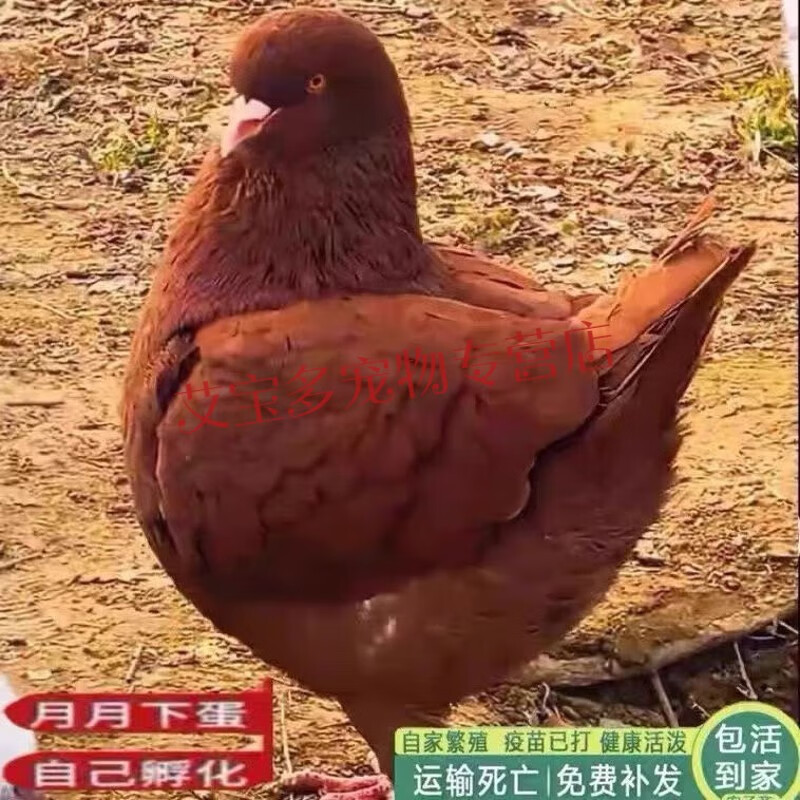 鸽子纯种大体元宝鸽子一公一母观赏鸽元宝鸽纯种鸽活体 纯种红色元宝
