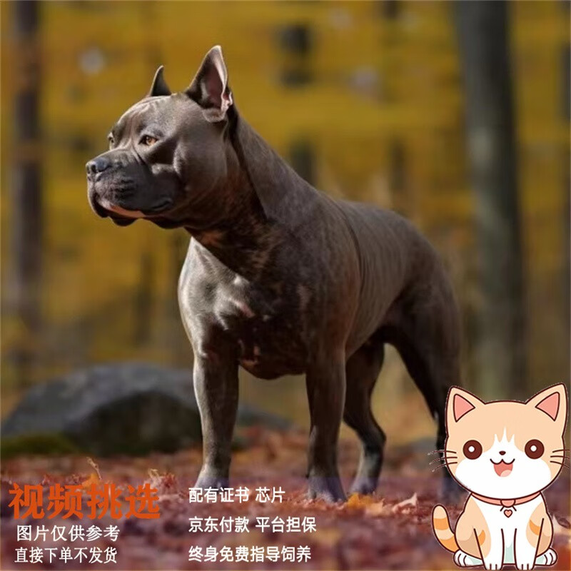 梦茜儿纯种美国斯塔福犬美系德系斯塔福活体梗犬斯塔福幼犬宠物狗狗幼